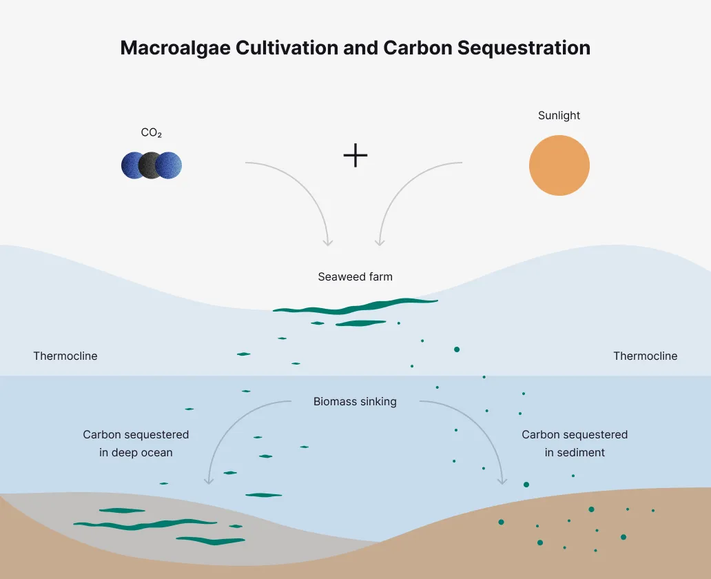 Ocean Alkalinity Enhancement